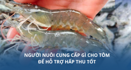 Người nuôi cung cấp gì cho tôm để hỗ trợ hấp thu tốt